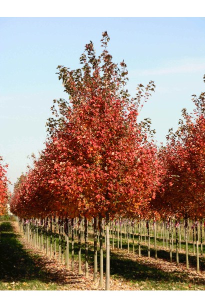 Клен рубрум Ред Сансет